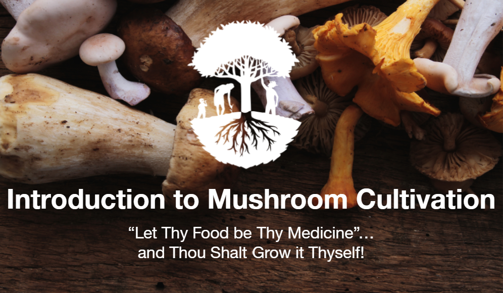 Introduction to Mushroom Growing