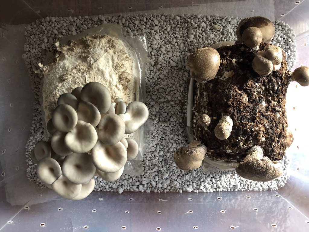 Mushroom Growing Kit: Ready to fruit